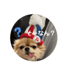 シンプルチワワさん！！に（個別スタンプ：14）