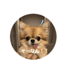 シンプルチワワさん！！に（個別スタンプ：15）