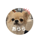 シンプルチワワさん！！に（個別スタンプ：17）