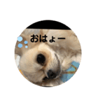 シンプルチワワさん！！に（個別スタンプ：18）