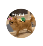 シンプルチワワさん！！に（個別スタンプ：19）