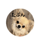 シンプルチワワさん！！に（個別スタンプ：20）