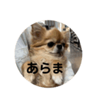 シンプルチワワさん！！に（個別スタンプ：21）