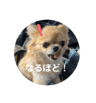 シンプルチワワさん！！に（個別スタンプ：22）