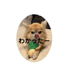 シンプルチワワさん！！に（個別スタンプ：23）