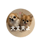 シンプルチワワさん！！に（個別スタンプ：24）