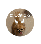 シンプルチワワさん！！に（個別スタンプ：25）