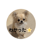 シンプルチワワさん！！に（個別スタンプ：26）
