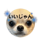 シンプルチワワさん！！に（個別スタンプ：27）