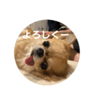 シンプルチワワさん！！に（個別スタンプ：28）