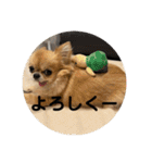 シンプルチワワさん！！に（個別スタンプ：29）