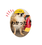 シンプルチワワさん！！に（個別スタンプ：30）