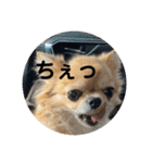 シンプルチワワさん！！に（個別スタンプ：31）