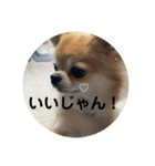 シンプルチワワさん！！に（個別スタンプ：32）