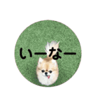 シンプルチワワさん！！に（個別スタンプ：33）