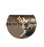 シンプルチワワさん！！に（個別スタンプ：34）