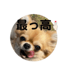 シンプルチワワさん！！に（個別スタンプ：36）