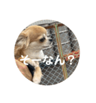 シンプルチワワさん！！に（個別スタンプ：37）