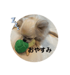シンプルチワワさん！！に（個別スタンプ：38）