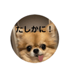 シンプルチワワさん！！に（個別スタンプ：39）