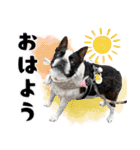 ボステリのおにぎり（個別スタンプ：1）