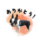 ボステリのおにぎり（個別スタンプ：5）
