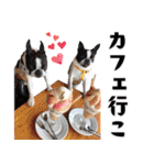 ボステリのおにぎり（個別スタンプ：10）