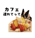 ボステリのおにぎり（個別スタンプ：11）
