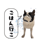 ボステリのおにぎり（個別スタンプ：12）