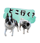 ボステリのおにぎり（個別スタンプ：13）