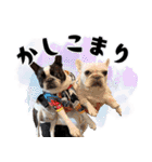 ボステリのおにぎり（個別スタンプ：16）