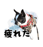 ボステリのおにぎり（個別スタンプ：18）