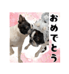 ボステリのおにぎり（個別スタンプ：19）