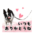 ボステリのおにぎり（個別スタンプ：20）