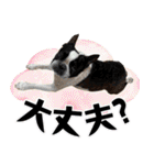 ボステリのおにぎり（個別スタンプ：24）