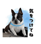 ボステリのおにぎり（個別スタンプ：25）
