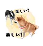 ボステリのおにぎり（個別スタンプ：28）