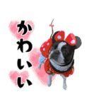 ボステリのおにぎり（個別スタンプ：30）