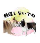 ボステリのおにぎり（個別スタンプ：34）