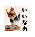 ボステリのおにぎり（個別スタンプ：35）
