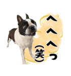 ボステリのおにぎり（個別スタンプ：36）