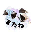 ボステリのおにぎり（個別スタンプ：38）