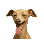 犬の変顔（個別スタンプ：1）