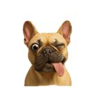 犬の変顔（個別スタンプ：2）