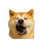 犬の変顔（個別スタンプ：3）