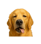 犬の変顔（個別スタンプ：8）
