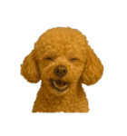 犬の変顔（個別スタンプ：9）