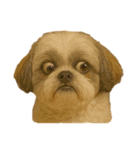 犬の変顔（個別スタンプ：10）