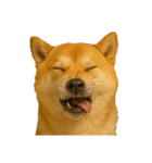 犬の変顔（個別スタンプ：11）
