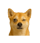 犬の変顔（個別スタンプ：12）